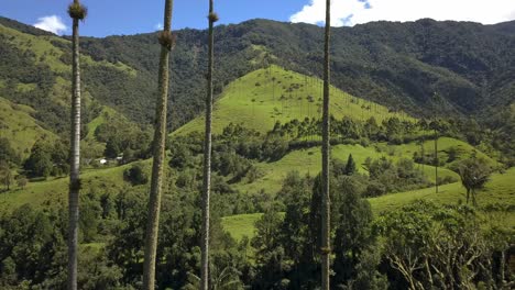 Hermosa-Toma-De-Drones-De-Palmeras-En-Las-Montañas-Del-Valle-De-Cocora-En-Colombia