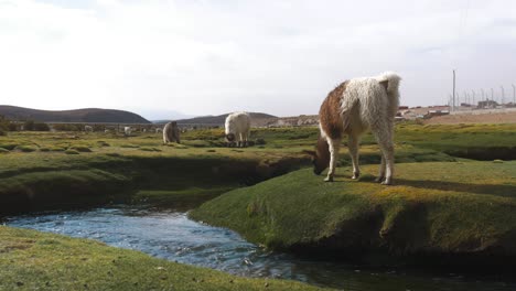 Alpacas-grazing-by-a-stream-in-a-lush-Bolivian-highland,-wind-turbines-in-the-background,-daylight
