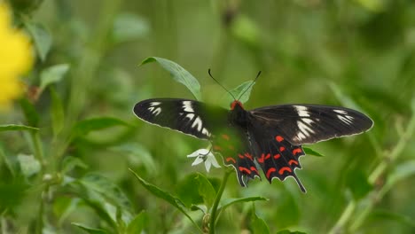 Beautiful-Butterfly-wings-.leafs-