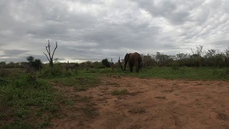 POV-of-a-vehicle-driving-towards-an-elephant-in-the-Kruger-National-Park,-South-Africa