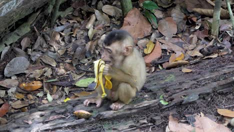 Lindo-Bebé-Macaco-Con-Coleta-Sentado-Disfruta-De-Las-Delicias-De-La-Fruta-Del-Plátano