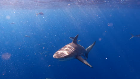 Bull-shark-swimming-at-surface-of-ocean-on-sunny-day-with-light-shining-through