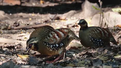 Three-individuals-seen-foraging-together-on-the-forest-ground,-Bar-backed-Partridge-Arborophila-brunneopectus,-Thailand