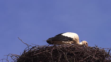 Low-angle-view-of-white-stork-stand-in-nest,-windy-blue-sky-background