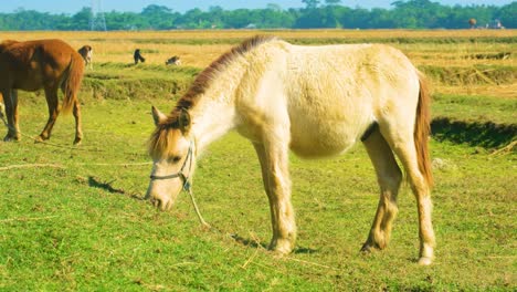 Weidende-Rajshahi-Ponys-Auf-Einem-Ackerland-In-Bangladesch,-Asien