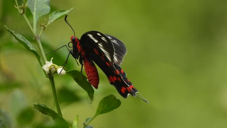 Mariposa-Relajándose-En-Las-Flores-