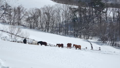 Manada-De-Caballos-En-Un-Pasto-En-Invierno-Nevado-Daegwallyeong-Sky-Ranch,-Corea-Del-Sur---ángulo-Alto