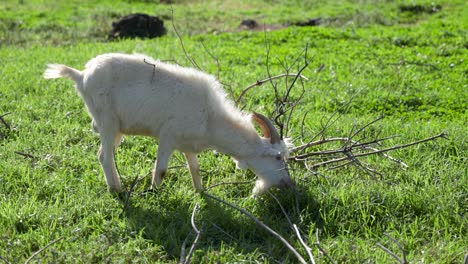 Static-shot-of-whte-Goat-grazing-on-green-grass-field-in-Azores-Archipelago,-farming-concept