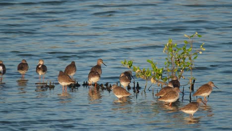 Some-resting-while-some-preening,-Common-Redshank-or-Redshank-Tringa-totanus,-Thailand