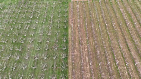 Aerial-shot-of-farms-|-Tree-orchards-and-empty-farms-with-contrasting-colors