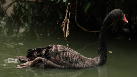 Black-Swan-Floating-On-Lake.-closeup,-tracking-shot