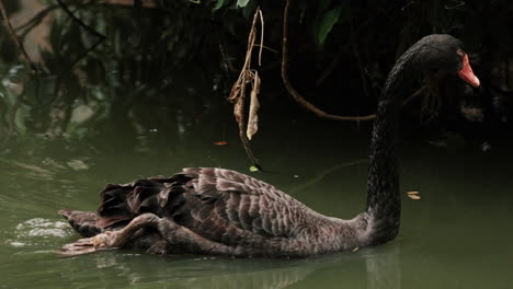 Schwarzer-Schwan-Schwimmt-Auf-Dem-See.-Nahaufnahme,-Kamerafahrt