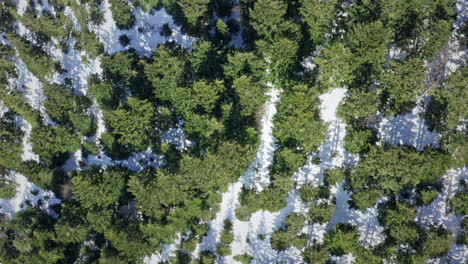 A-dense-forest-with-patches-of-snow-in-sunlight,-showcasing-nature's-texture,-aerial-view