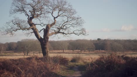 Un-árbol-Solitario-Rodeado-De-Follaje-Al-Lado-De-Un-Camino-En-Una-Tarde-Fría-Y-Brillante-De-Invierno-En-Richmond-Park,-Reino-Unido