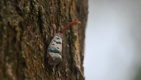 Camera-zooms-in-while-this-insect-is-resting-on-the-bark-of-this-tree-deep-in-the-forest,-Pyrops-ducalis-Lantern-Bug,-Thailand