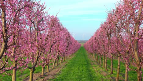 Reihen-Von-Japanischen-Pflaumenbäumen-Mit-Rosa-Blüten-Im-Obstgarten