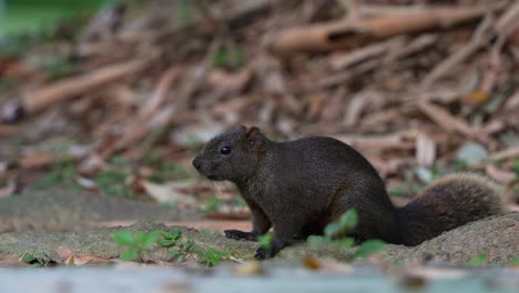 Alarmiertes-Pallas-Eichhörnchen-Schleicht-Sich-Im-Daan-Park-Wald-In-Taipeh,-Taiwan-Davon