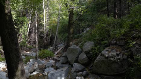 Entspannende-Bewegung-Durch-Einen-Ruhigen-Wald-Mit-Flussbäumen-Und-Felsen---Durchflug-Zwischen-Bäumen-über-Einem-Bach