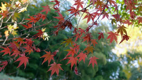 Los-Arces-En-Japon-Son-Autenticas-Bellezas,-En-Cada-Parque-Se-Encuentran-Dándole-Su-Diseño-Especial-Al-Jardín