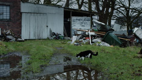 Gato-Caminando-Alrededor-De-Un-Charco-Junto-A-Un-Montón-De-Basura-En-Una-Propiedad-Abandonada,-Portátil