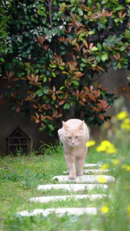 In-Zeitlupe-Eine-Hübsche-Hellrote-Katze,-Die-In-Einem-Garten-Auf-Kleinen-Weißen-Steinplatten-Mit-Grünem-Gras-Und-Kleinen-Gelben-Blumen-Läuft