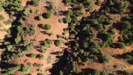 Top-Down-Aerial-View-of-Arizona-Desert-Landscape,-Bushes-and-Sandstone,-Hiking-Trails-Near-Sedona-USA
