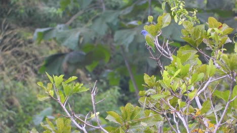 Grüner-Vogel-Mit-Blauem-Kopf-Steht-Auf-Einem-Zweig-Im-Wilden-Wald-Kolumbiens