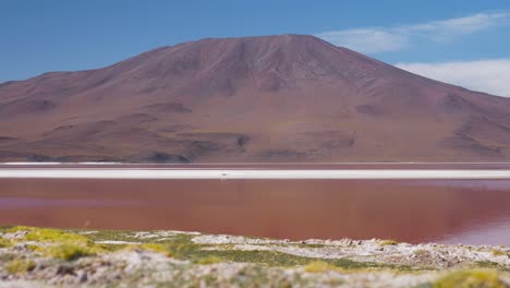 Vibrant-Laguna-Colorada-with-flamingos-against-a-serene-Bolivian-volcano,-daylight
