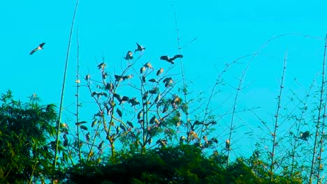 Cigüeña-Pintada-Aves-Migratorias-Rebaño-Descansando-En-Un-árbol-En-El-Bosque-De-Bambú