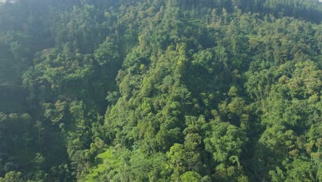 Bird-eye-drone-view-tropical-green-rainforest-on-the-mountain