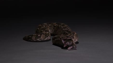 Puff-Adder-deadly-snake-eating-prey---wide-shot-isolated-on-grey-background---documentary