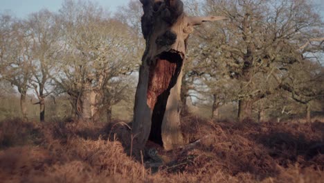 Un-árbol-Dañado-Y-Un-Hombre-Caminando-En-Una-Brillante-Y-Fría-Tarde-De-Invierno-En-Richmond-Park,-Reino-Unido