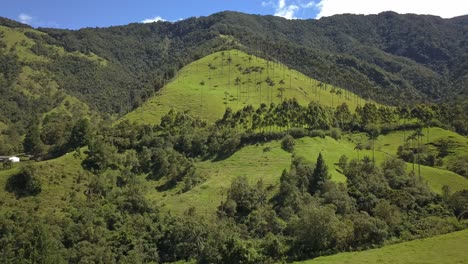 Hermosa-Toma-De-Drones-De-Palmeras-En-Las-Montañas-Del-Valle-De-Cocora-En-Colombia