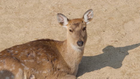Sika-Deer-doe-resting-on-ground,-turns,-looks-at-camera,-calm-expression