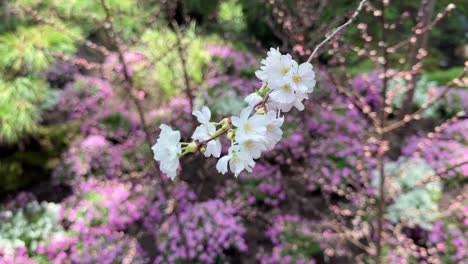 Schöne-Weiße-Sakura-Kirschblüten.-Nahaufnahme