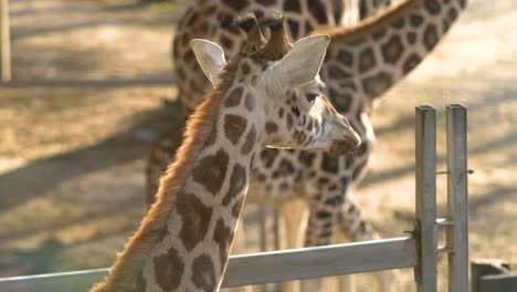 baby-giraffe-close-up-super-slow-motion