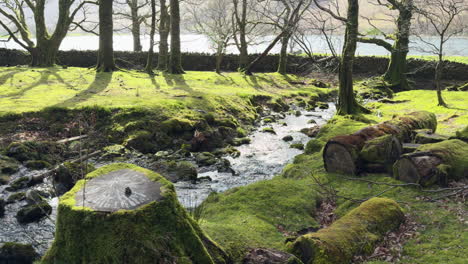 Frühlingssonne-Im-Wald-Bei-Hassness-Mit-Einem-Bach,-Der-Unter-Einer-Fußgängerbrücke-Ins-Nahe-Gelegene-Buttermere-Im-Lake-District,-Cumbria,-England-Fließt