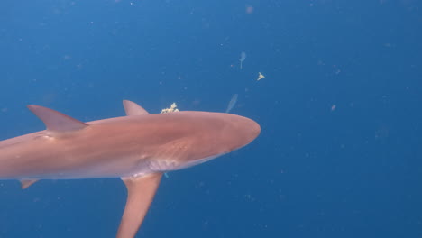 Seiden--Und-Sandbankhai-Schwimmen-Zusammen-Im-Ozean