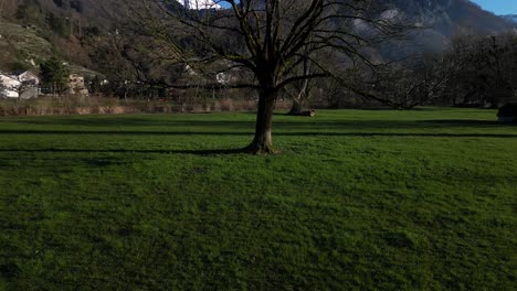 Slow-panning-shot-of-a-tree-on-a-green-field-in-Walensee,-Switzerland