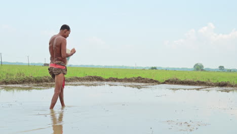 Un-Granjero-Rural-De-Edad-Avanzada-Sembrando-Granos-De-Arroz-En-Las-Tierras-Agrícolas-Aradas.