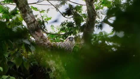 Camera-zooms-in-while-looking-straight-towards-the-camera,-Philippine-Eagle-Pithecophaga-jefferyi,-Philippines