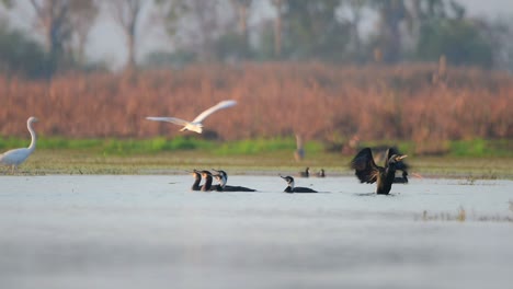 Flock-of-great-Cormorants-in-lake