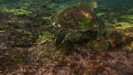 Sea-turtle-glides-effortlessly-flapping-fins-above-seafloor,-slow-motion-underwater