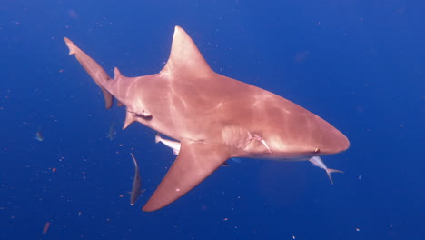 Bull-shark-swiming-through-open-ocean---side-profile