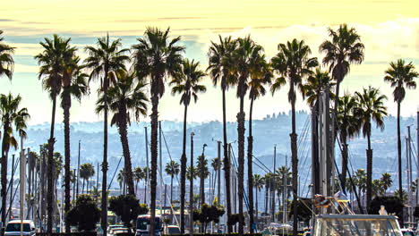 Palm-Trees-At-The-Marina-In-California,-USA