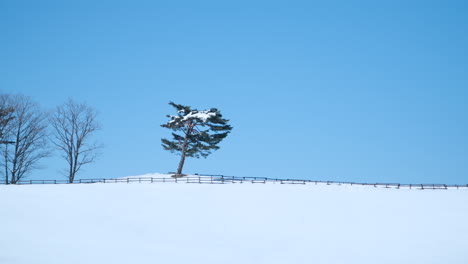 Daegwallyeong-Sky-Ranch-Einfache-Winterlandschaft-Mit-Schneebedeckten-Ackerland-Und-Kiefern-Auf-Einem-Hügel-Vor-Blauem,-Klarem-Himmel---Schwenk