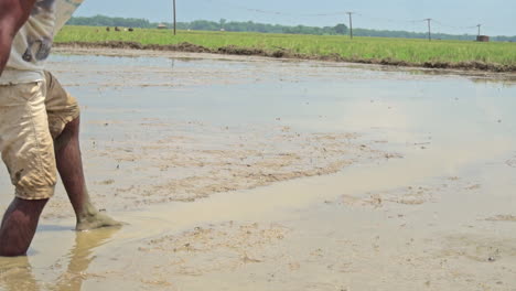 Un-Agricultor-Adulto-Sembrando-Granos-De-Arroz-En-La-Tierra-Labrada