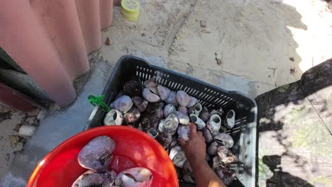 Person-cleaning-purple-varnish-clams-at-a-sunny-beach-location,-viewed-from-above-in-a-first-person-perspective