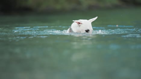 Ein-Kleiner-Weißer-Terrier-Schwimmt-Und-Taucht,-Während-Er-Versucht,-Ein-Schwimmendes-Stück-Holz-Zu-Fangen