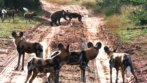 African-wild-dog-pack-attack-lonely-hyena-on-dirt-safari-road,-South-Africa